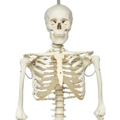 Fabrication Enterprises - 12-4504 - Anatomical Model - Phil the physiological skeleton on hanging roller stand